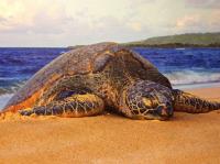 Peaceful Rest 32x24 SN Giclee by Deen Garcia <! local>
